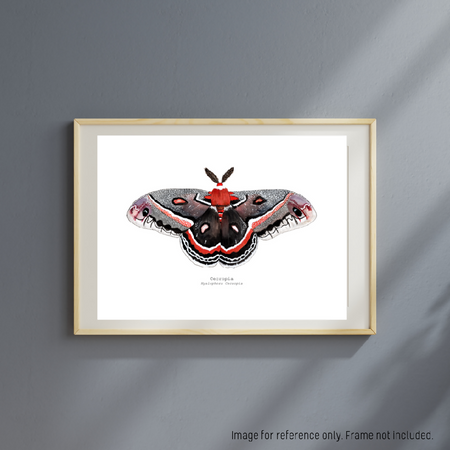 Watercolour Art Print - The Fauna Series - 'Cecropia Moth'
