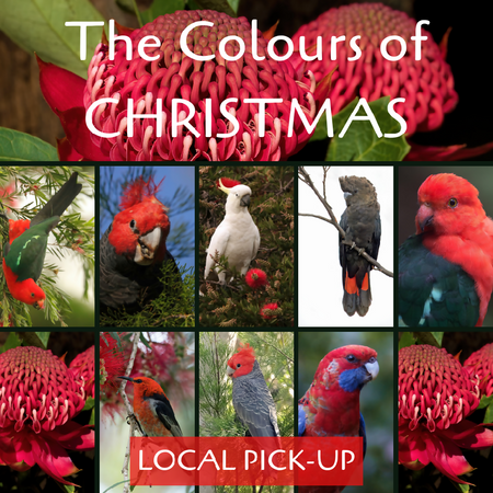 Blank Greeting Cards - Colours of Christmas Collection PICK-UP BLAXLAND