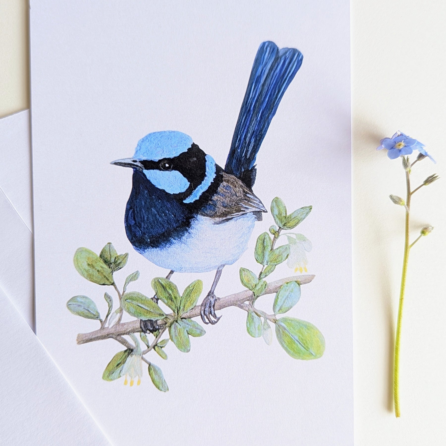 Superb Fairy-wren Australian Bird Art Postcard