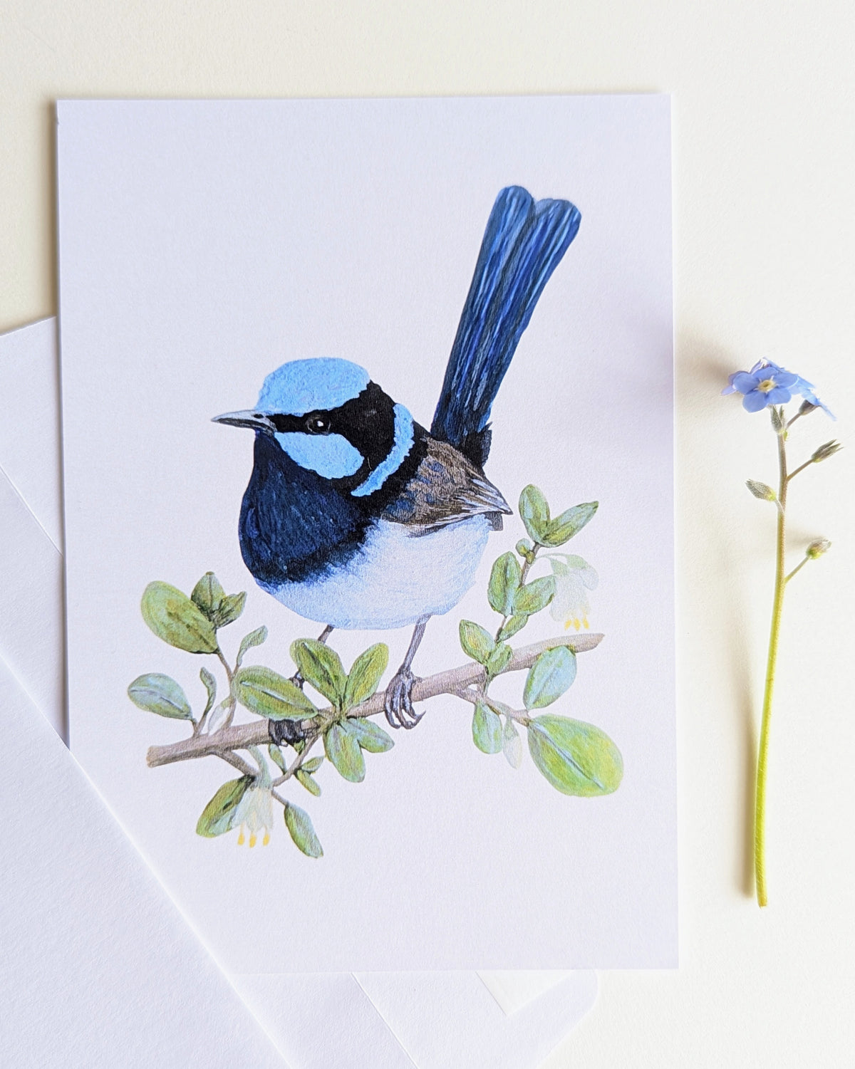 Superb Fairy-wren Australian Bird Art Postcard