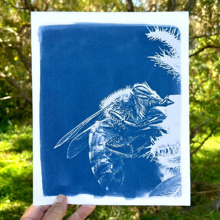 Bee Art Print, Original Cyanotype, Bee Picture, 8x10 inch Artwork