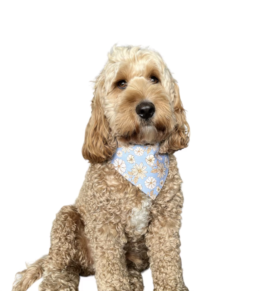 Olivia - Dog Scrunchie Bandana