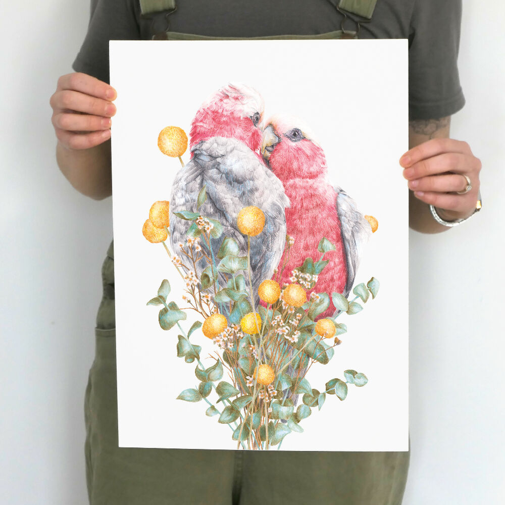 A3 art print of two Galahs cuddling, by Australian bird artist Kayla Reay.