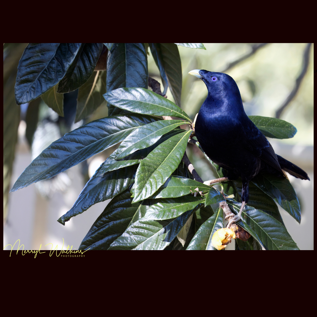 Blank Greeting Card - Male Satin Bowerbird in a Loquat Photo