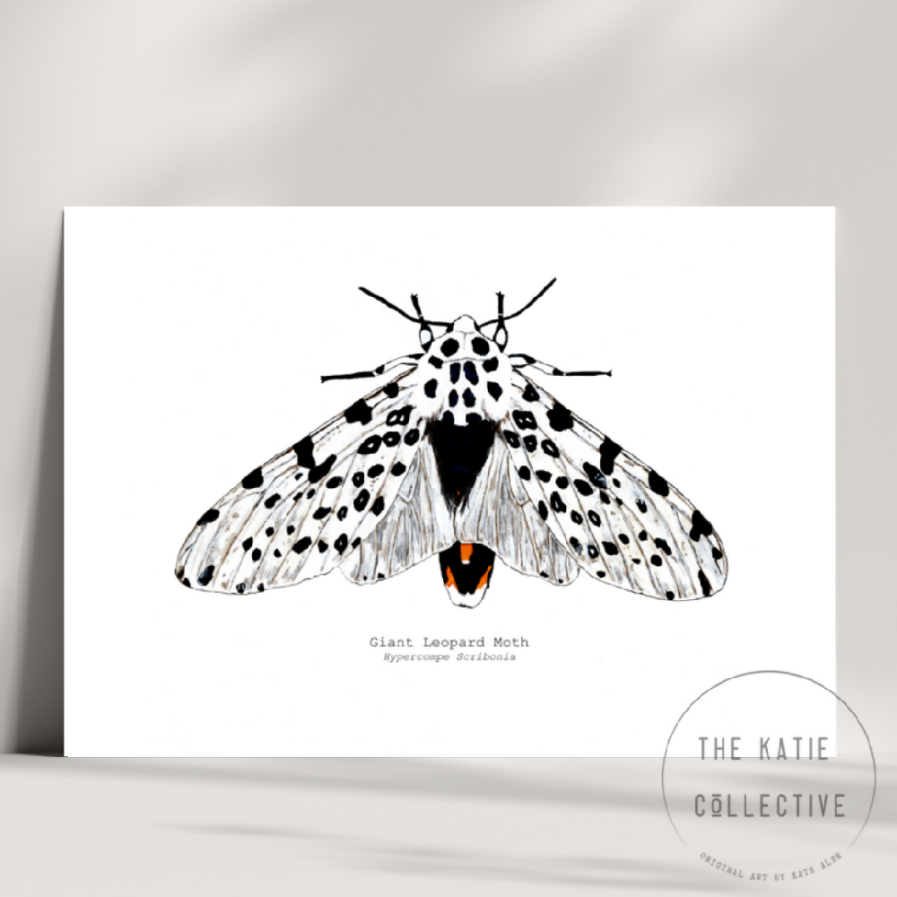 the katie collective - giant leopard moth