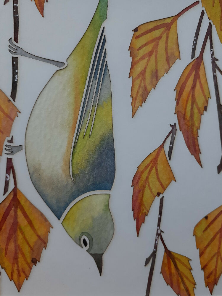 Silvereye in Birch