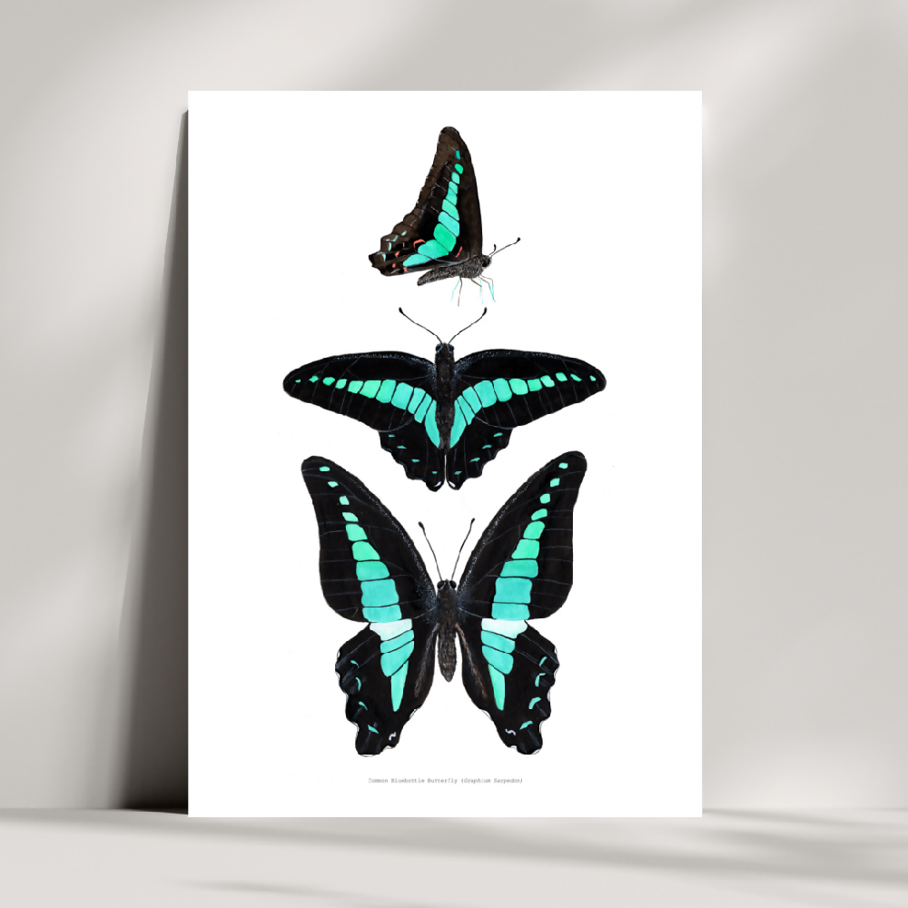 Watercolour Art Print - The Insect Series - 'Common Bluebottle Study'