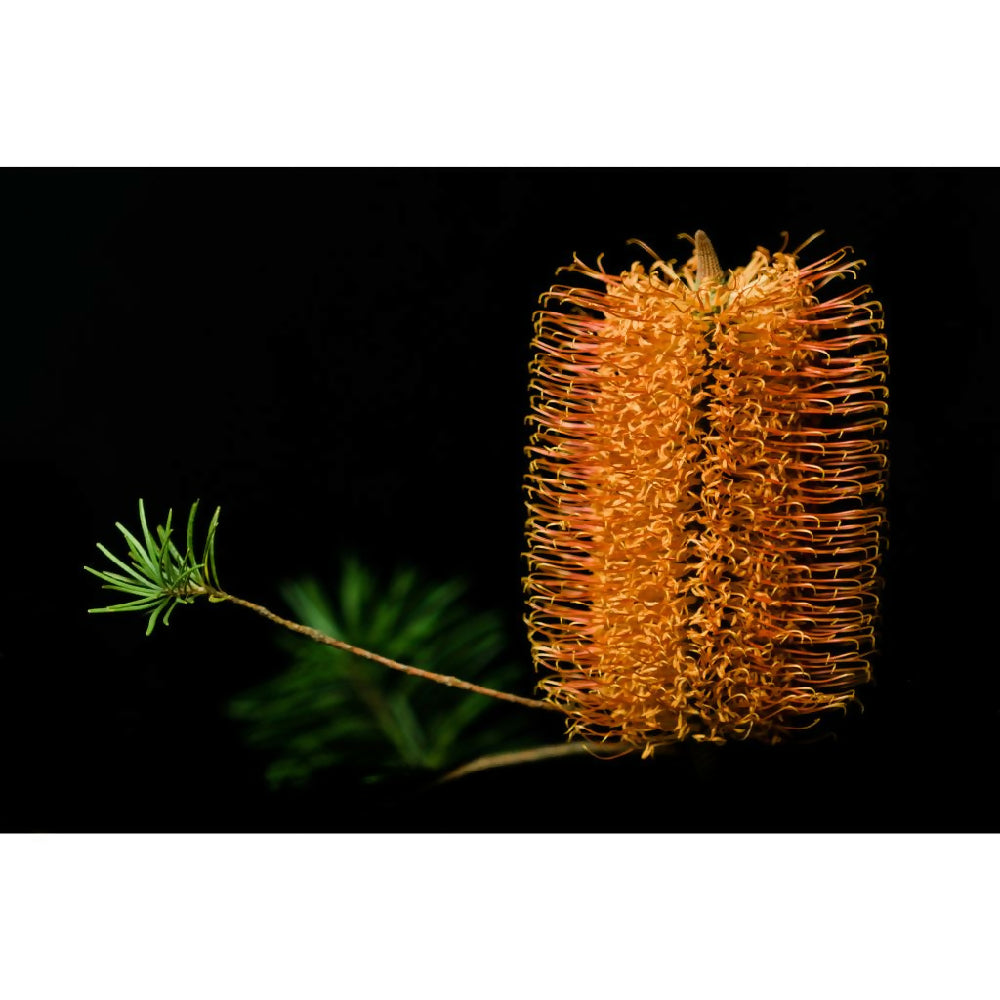 orange banksia flower photo