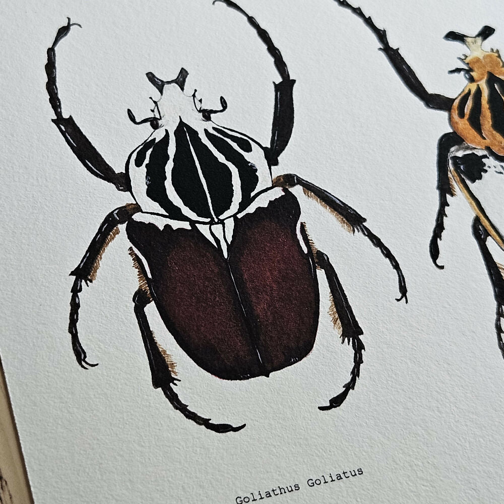 art print - the fauna series - goliath beetle trio