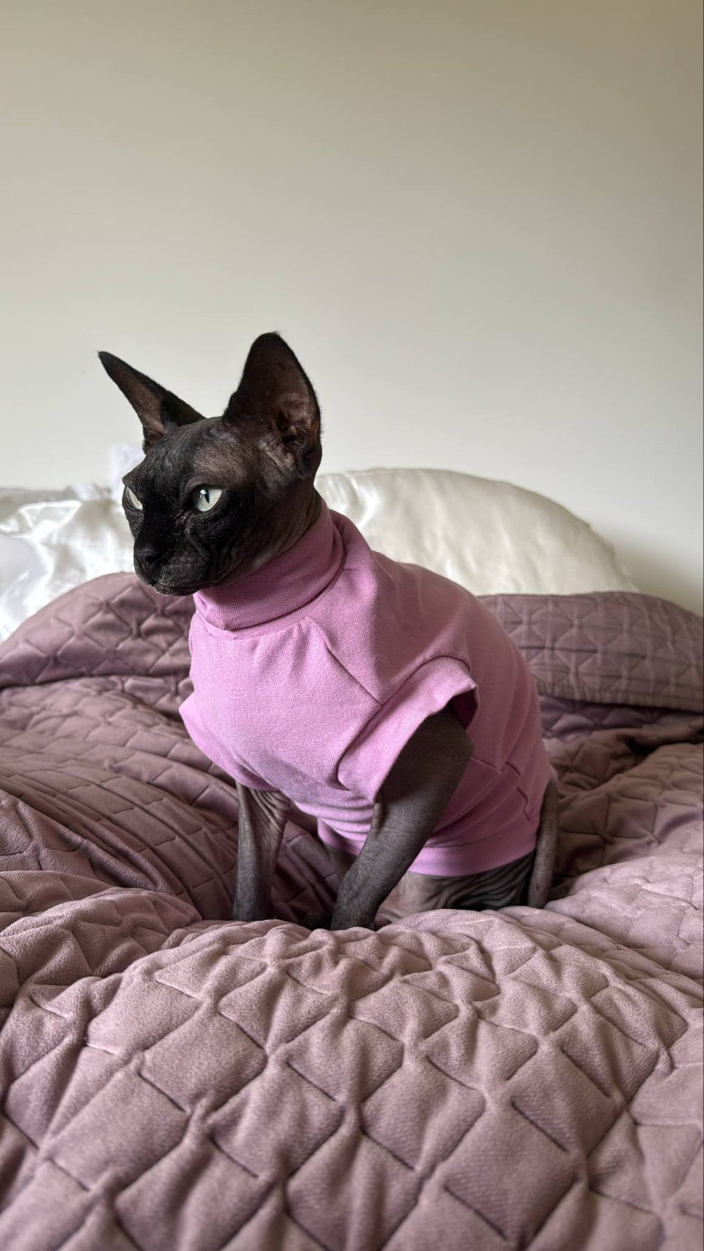 Sphynx, Bam, Elf, hairless cat, kitten, clothes, t-shirt, costume, long sleeve, short sleeve, hood