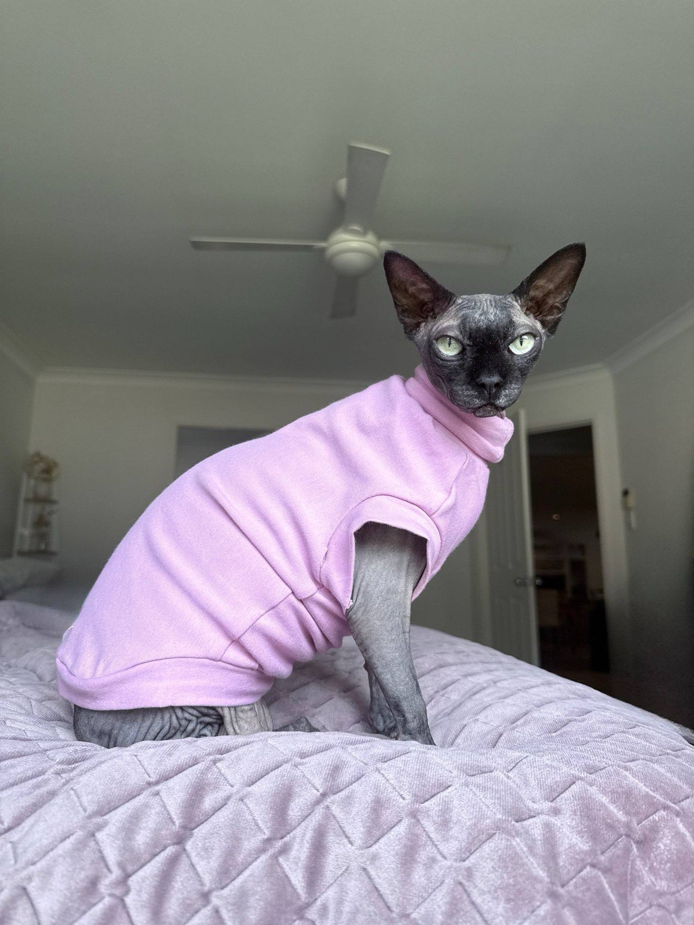 Sphynx, Bam, Elf, hairless cat, kitten, clothes, t-shirt, costume, long sleeve, short sleeve, hood
