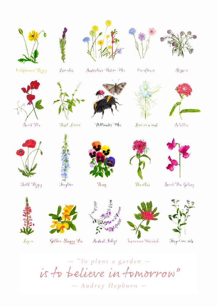 Audrey Illustrated Seed Packet Art Print
