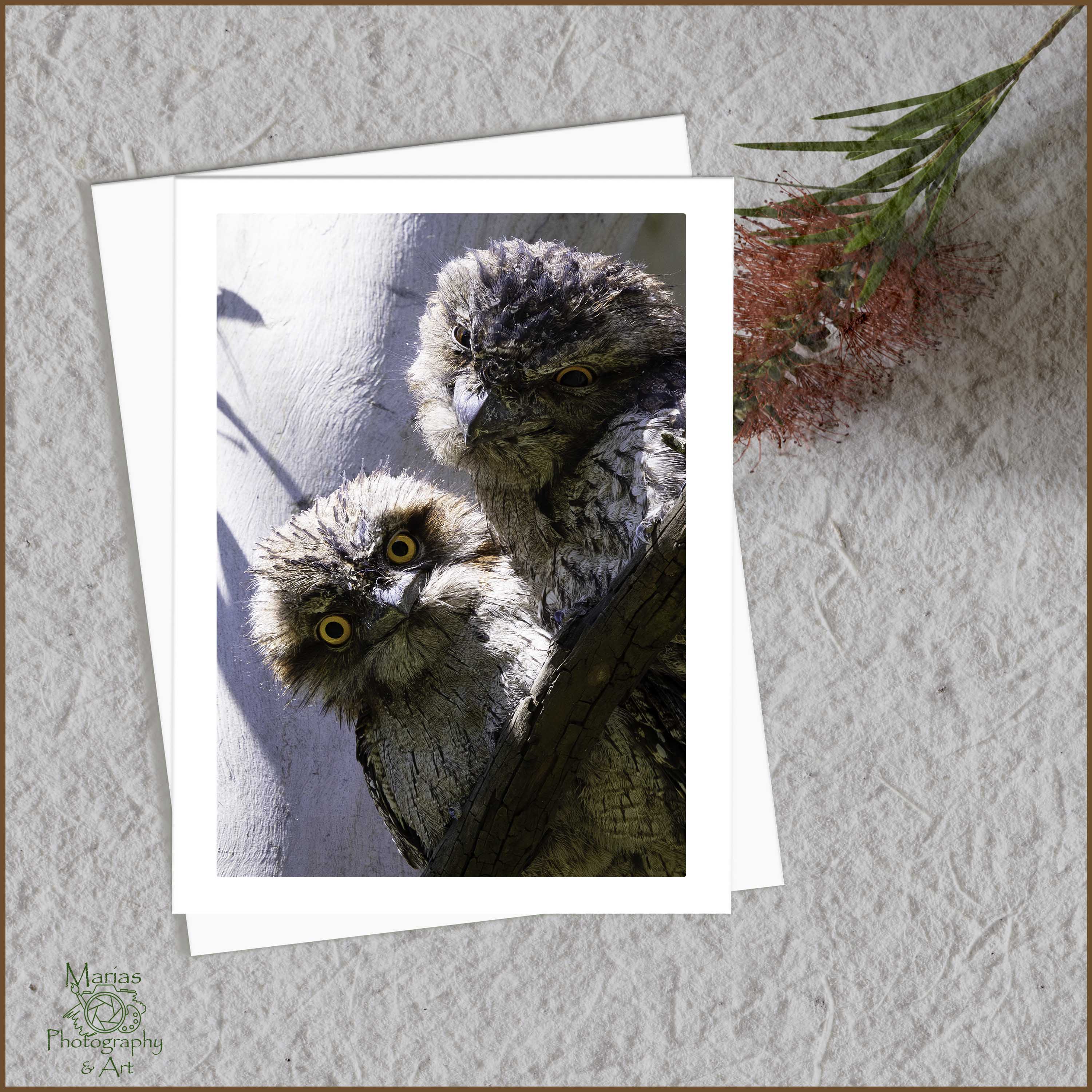 Blank Greeting Card - Tawny Frogmouths