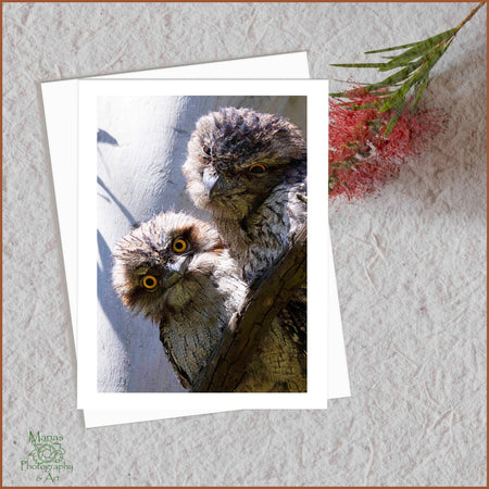 Blank Greeting Card - Tawny Frogmouths