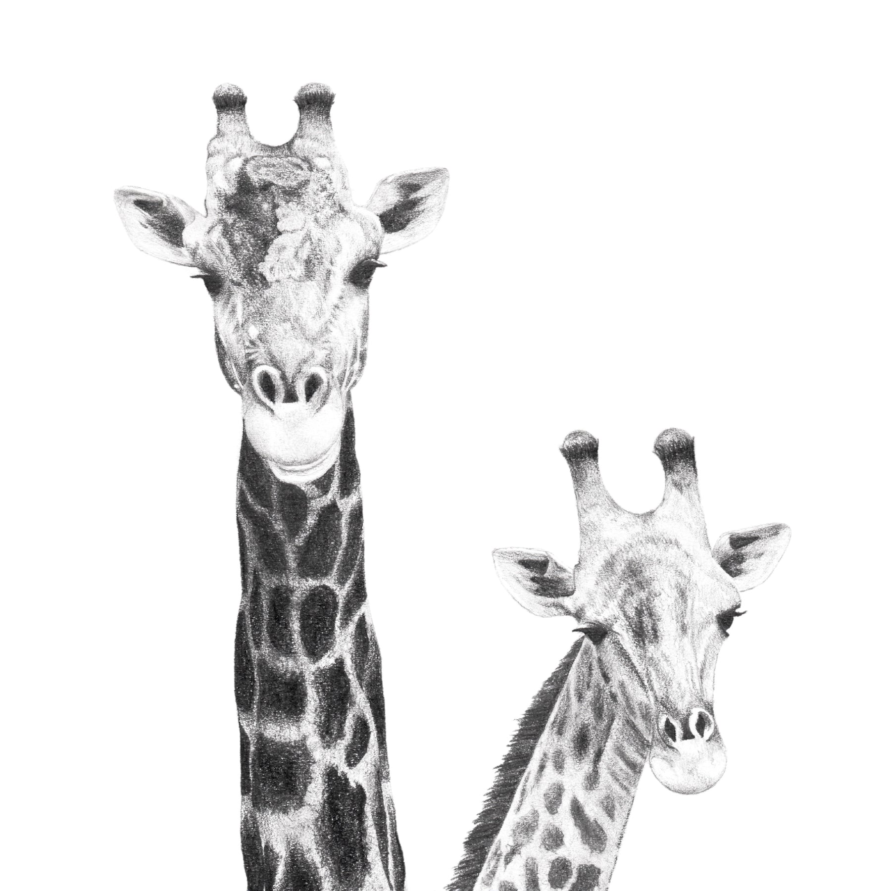 Print - Pair of Giraffes Pencil Drawing