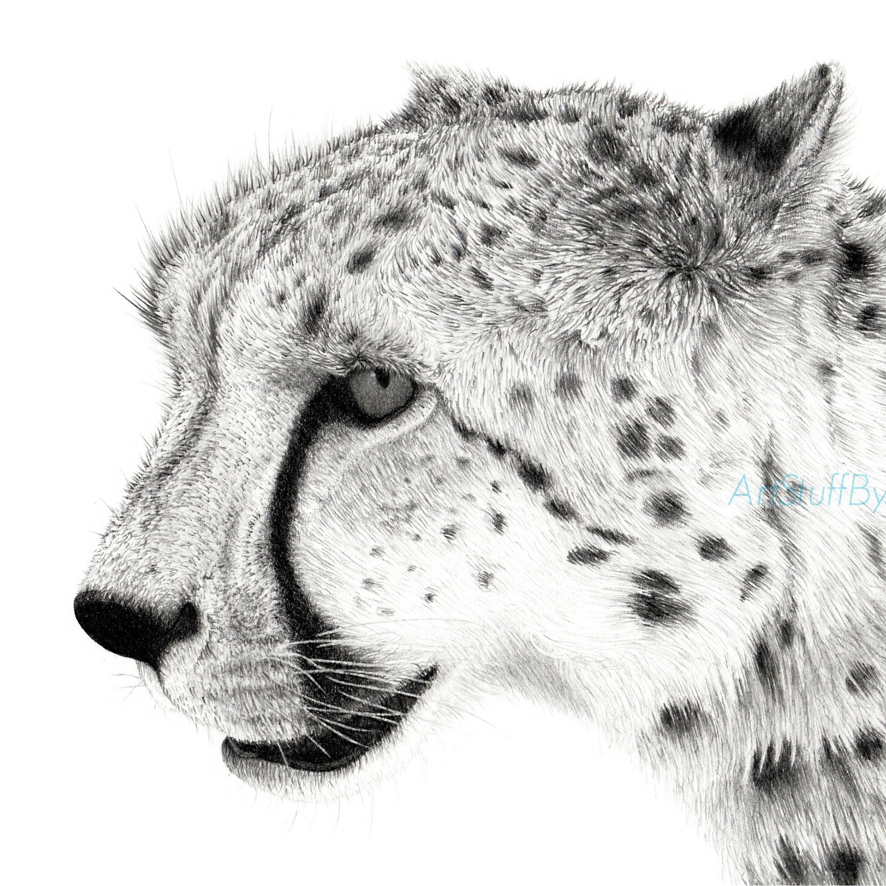 Print - Cheetah Pencil Drawing