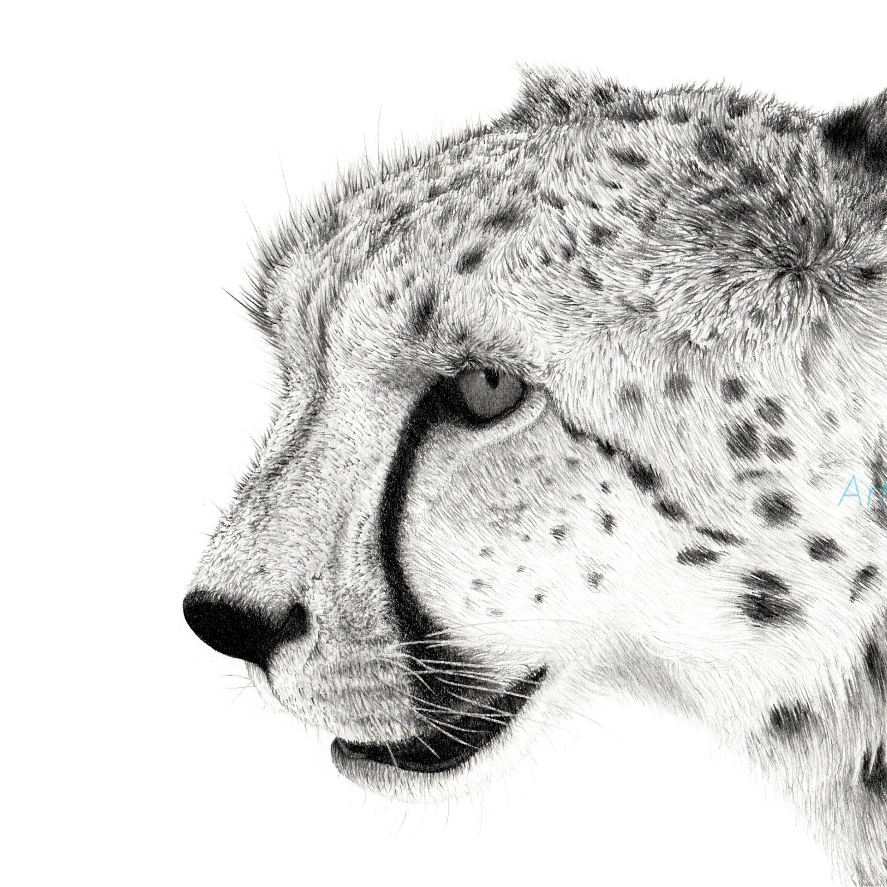 Print - Cheetah Pencil Drawing