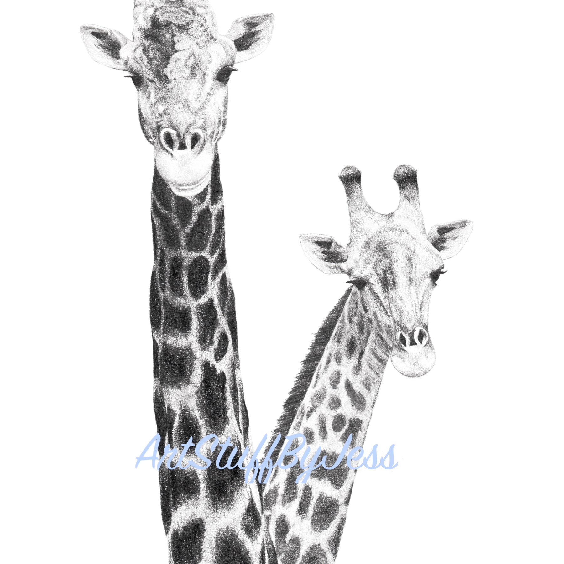 Print - Pair of Giraffes Pencil Drawing