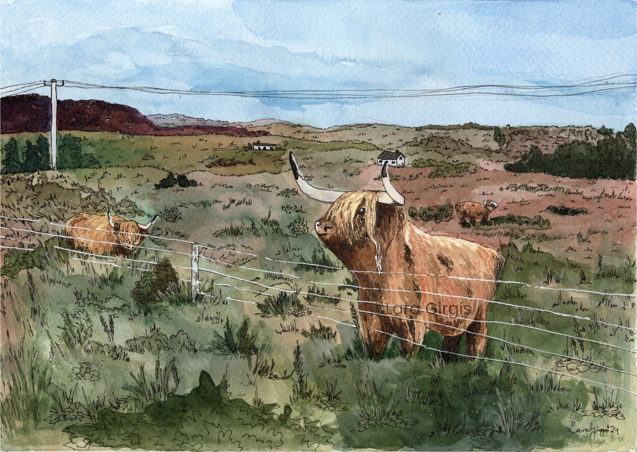Highland Cows - art print