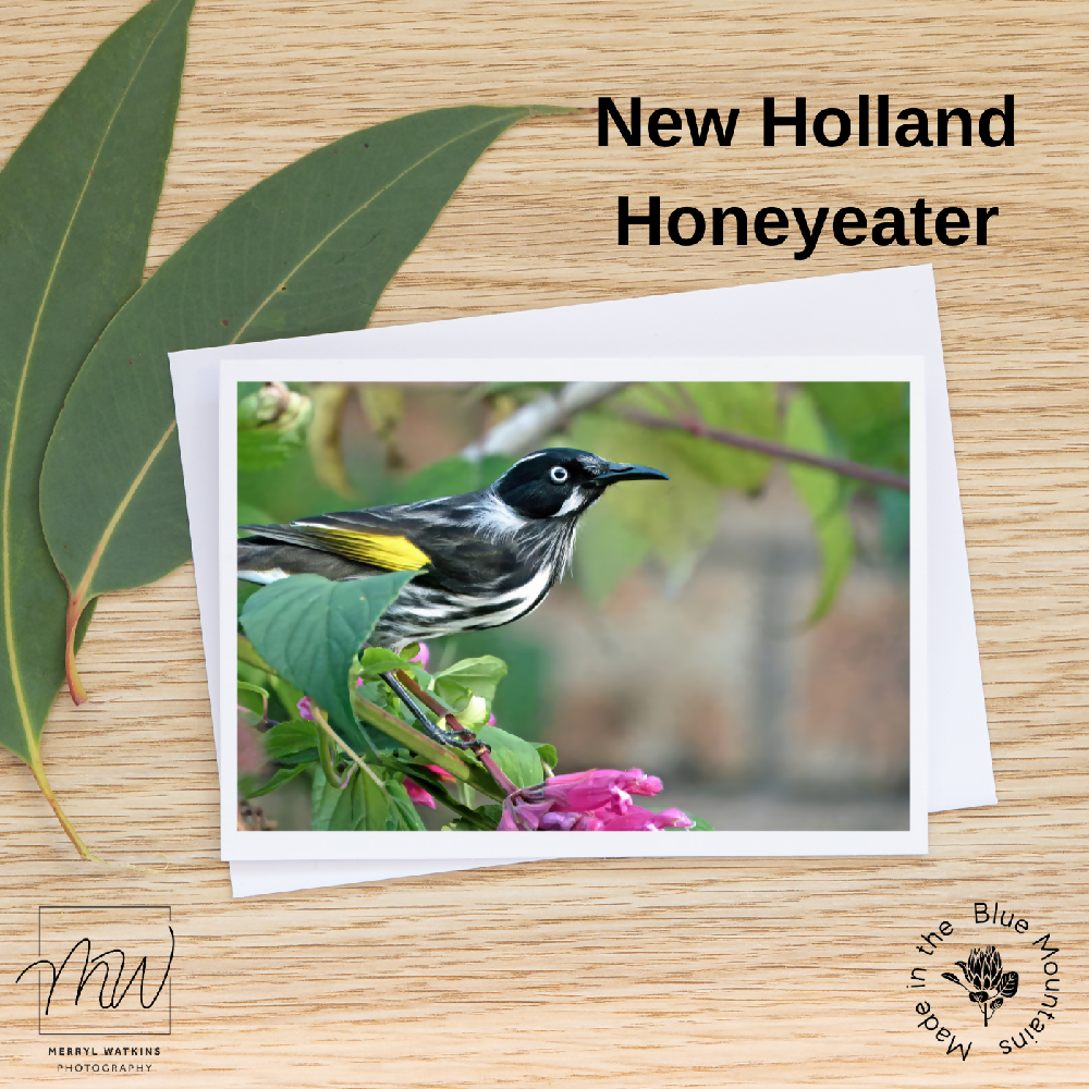 Blank Greeting Card - New Holland Honeyeater Photo