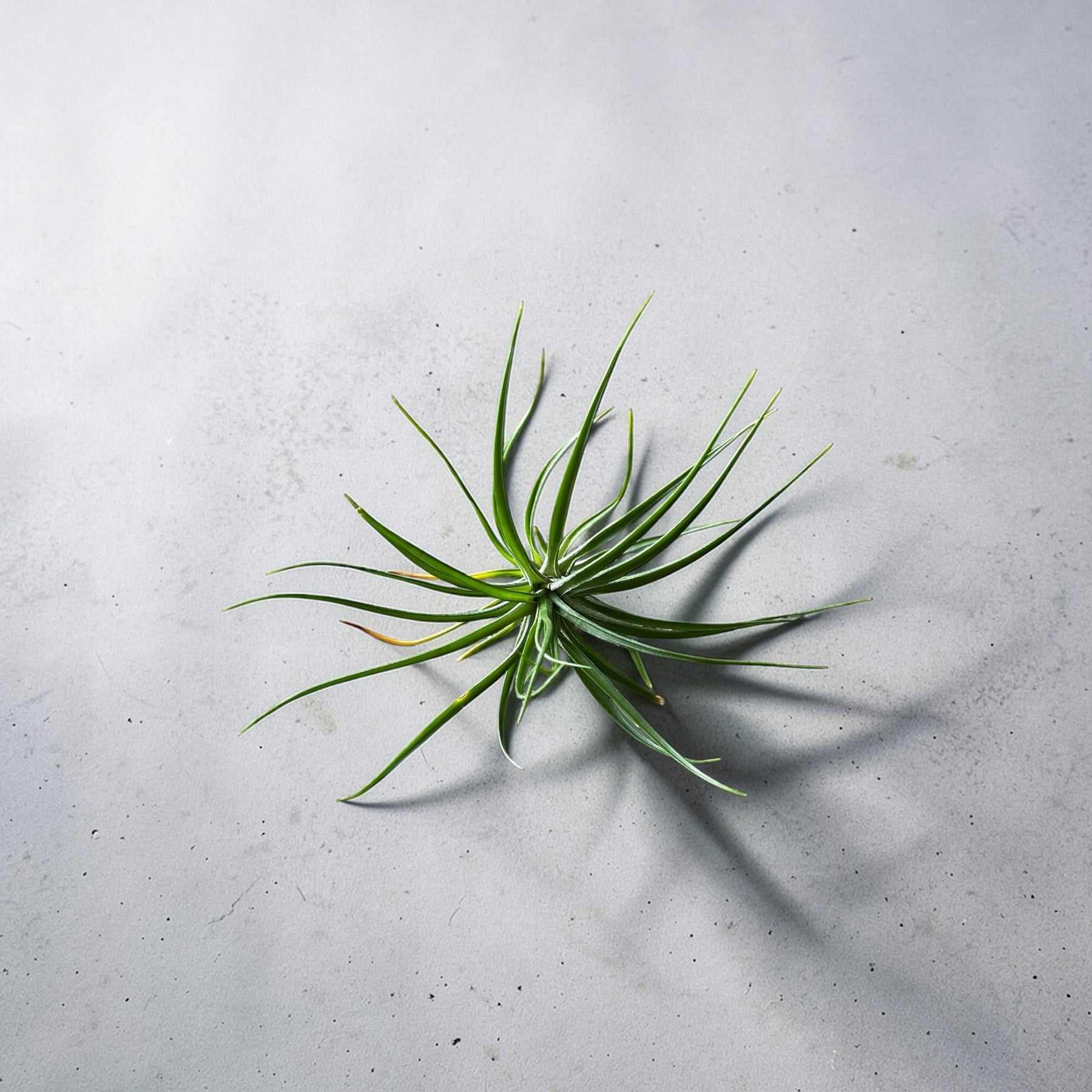 Mosaic Planter. Air Plant Included!
