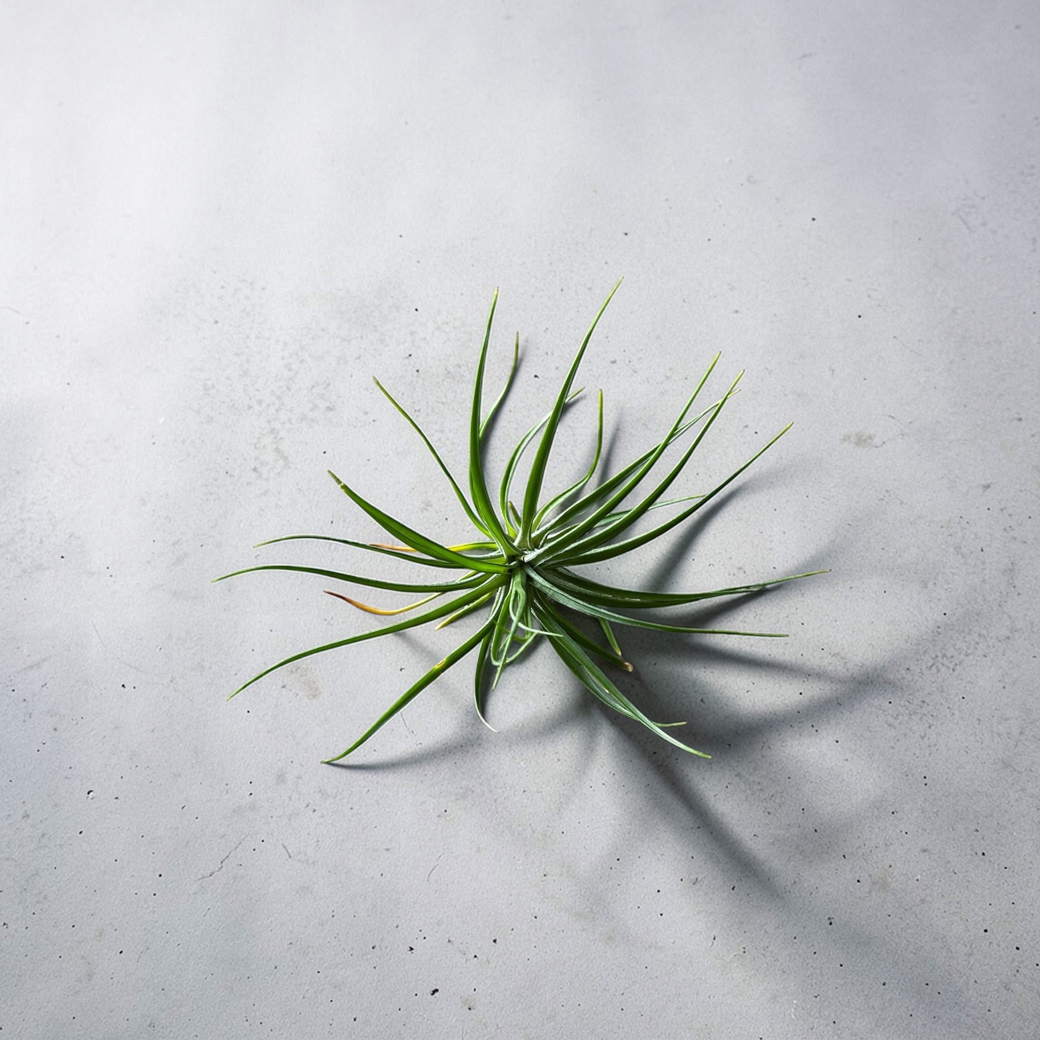 Mosaic Planter. Air Plant Included!