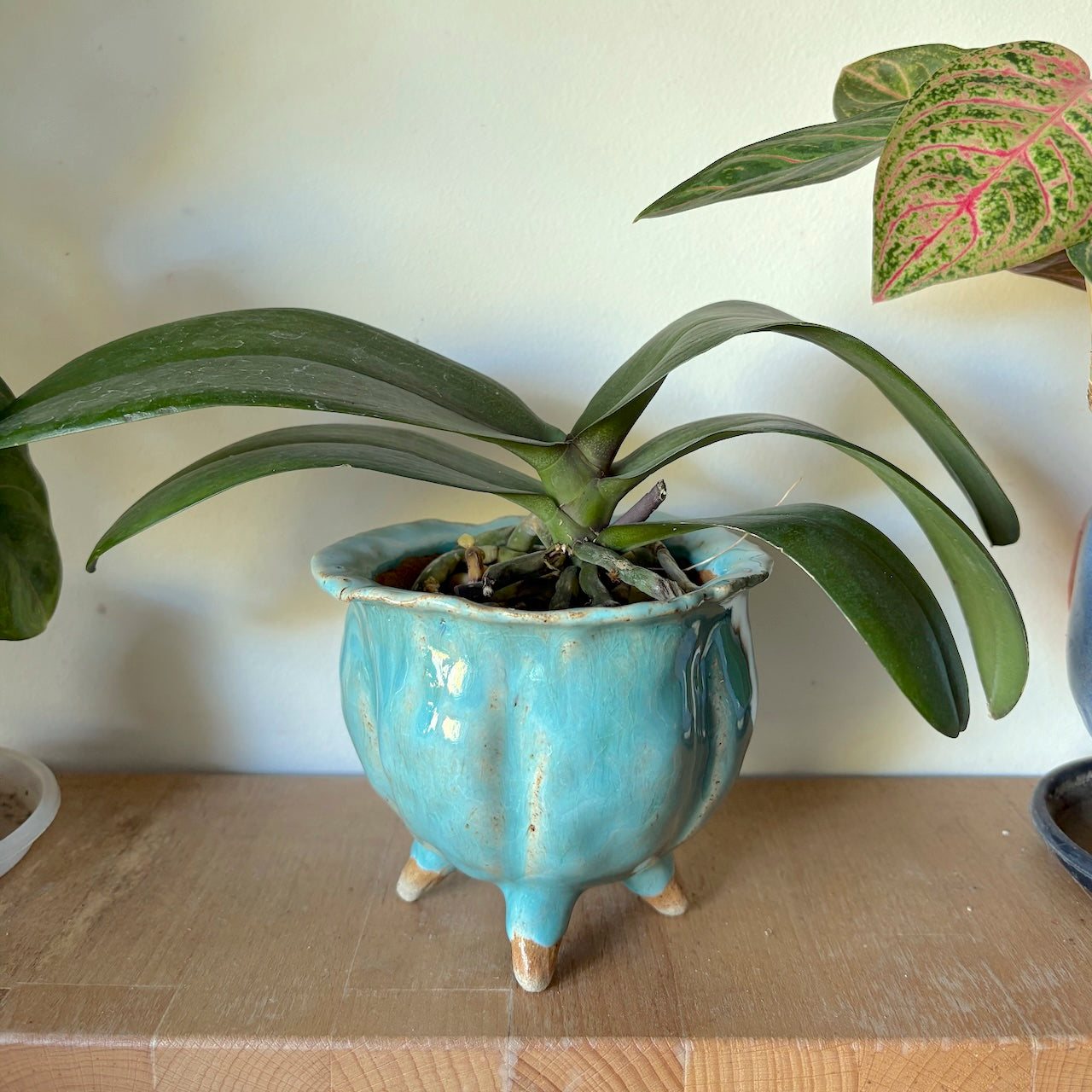 Ceramic cauldron orchid pot