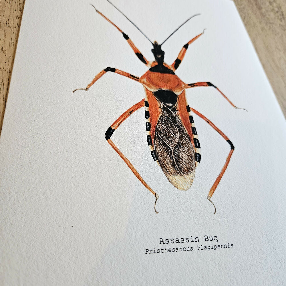 art print - the fauna series - assassin bug