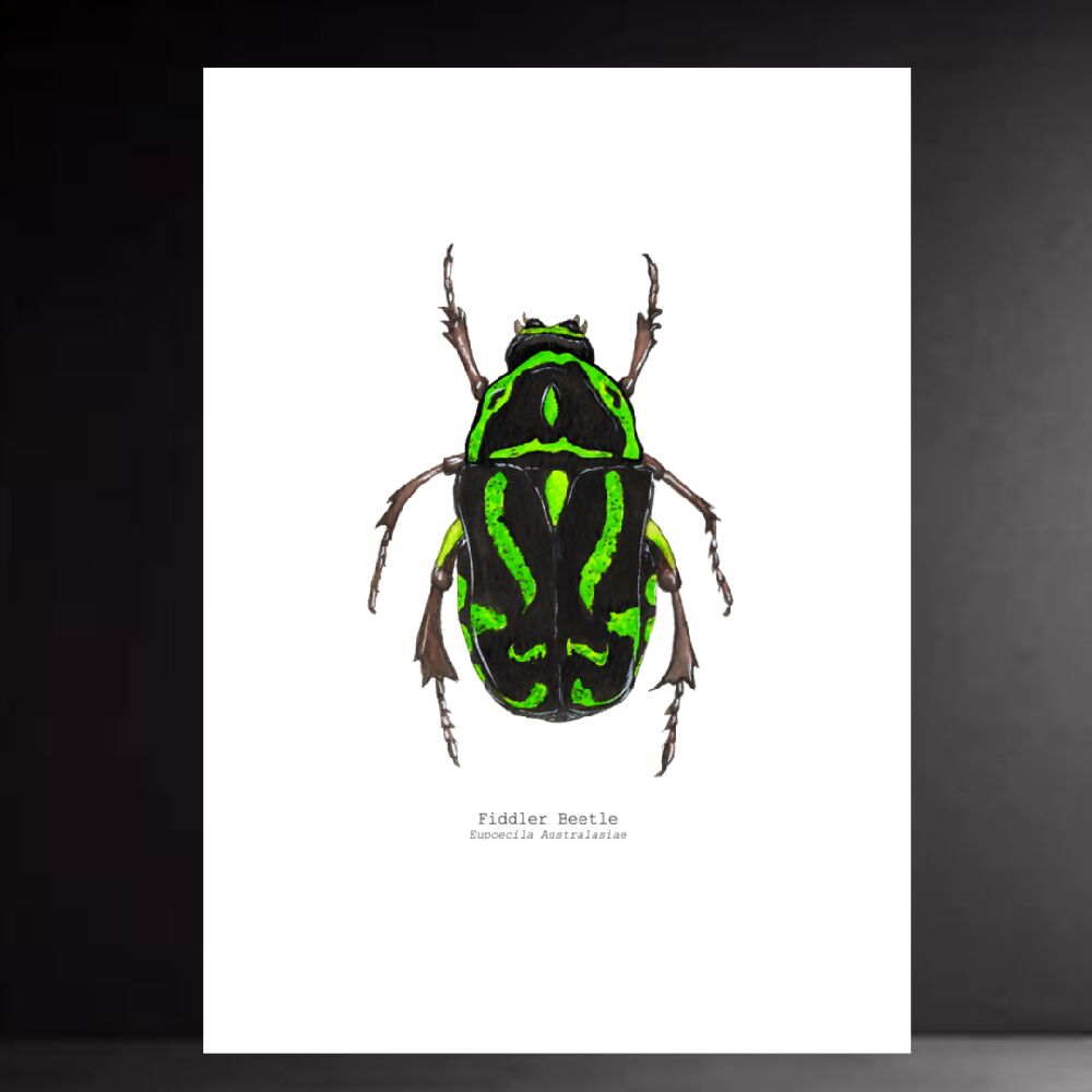 the fauna series - fiddler beetle