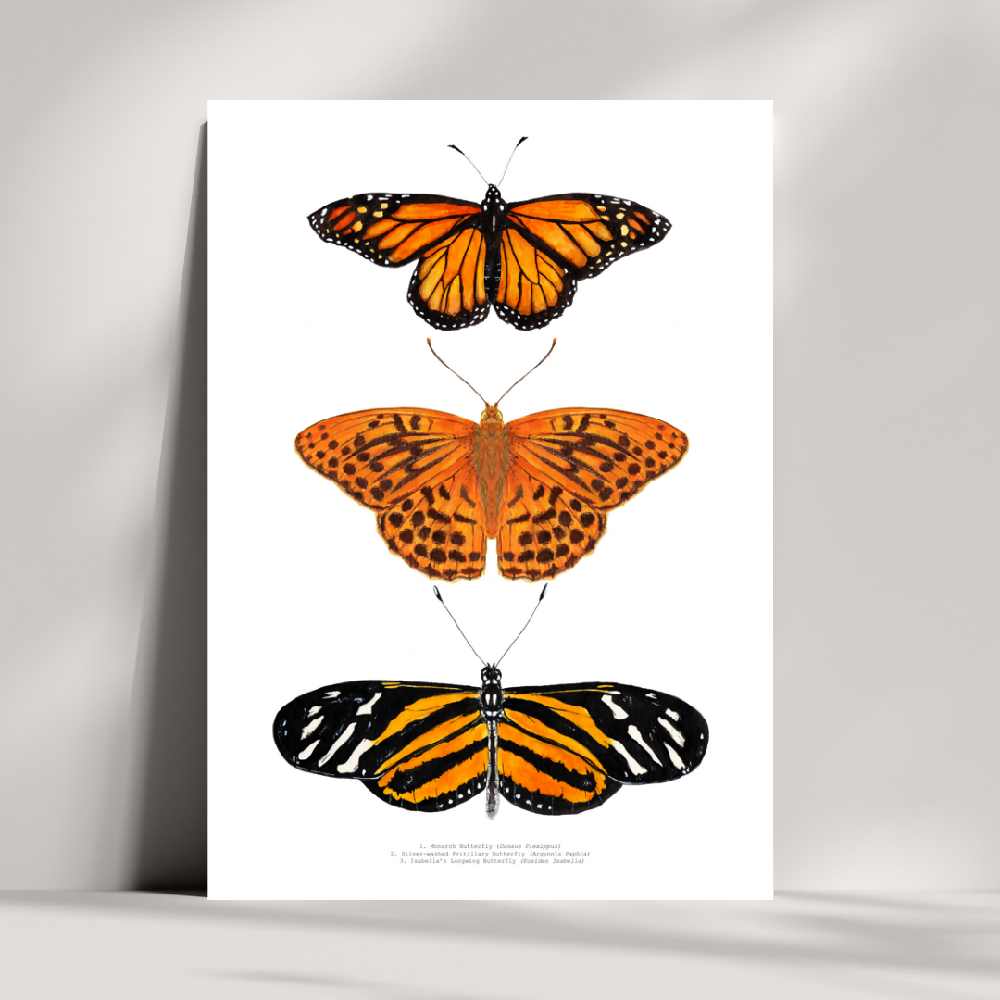 at print - the fauna series - orange butterfly trio