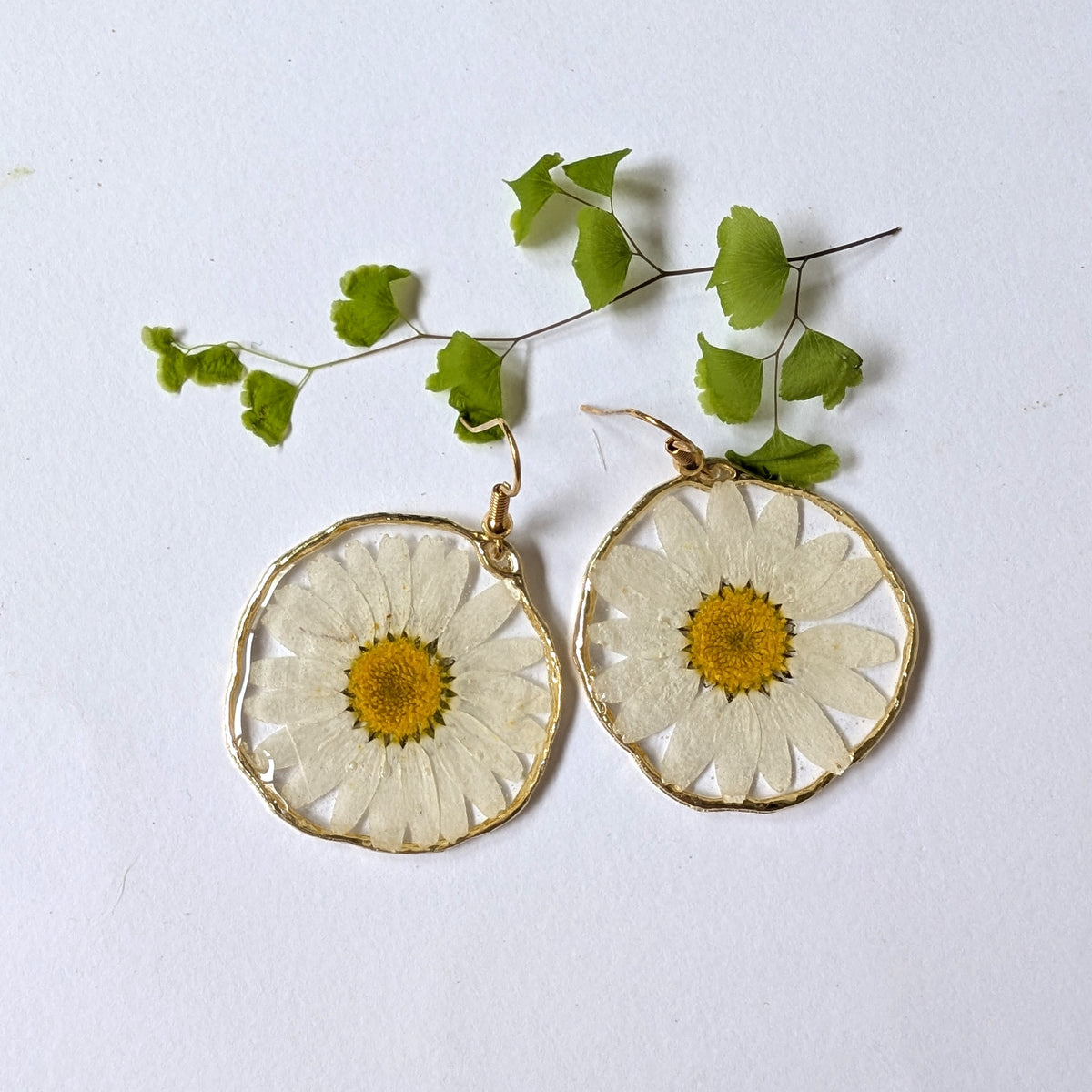 White daisies, real flowers, April birth flower