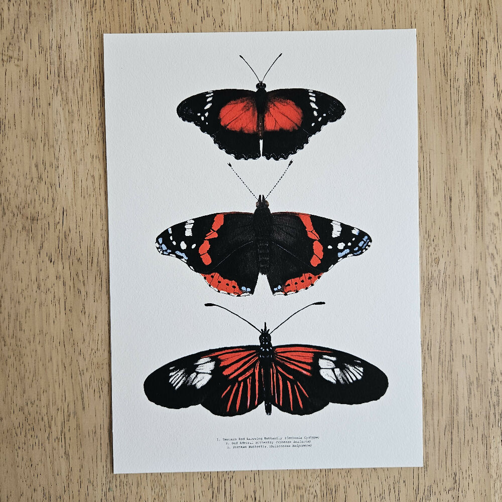 watercolour art print - insect series - red butterfly trio