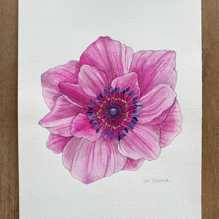 Pink Poppy Original - Watercolour and Ink
