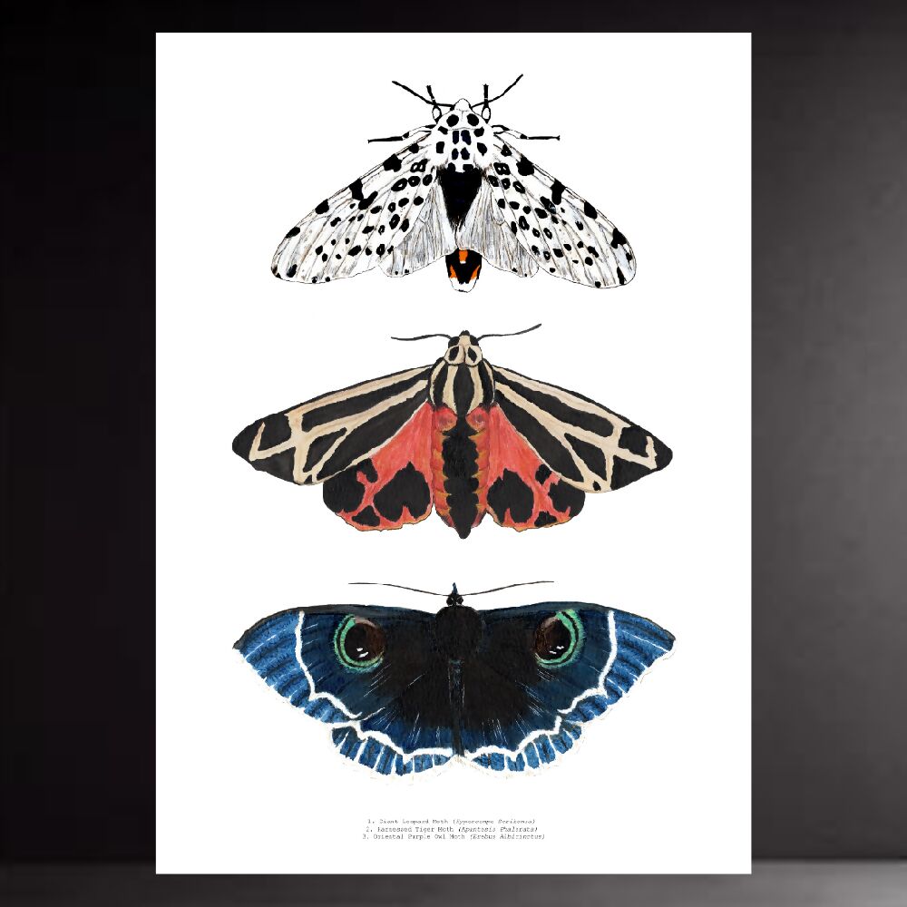 fauna series - moth trio