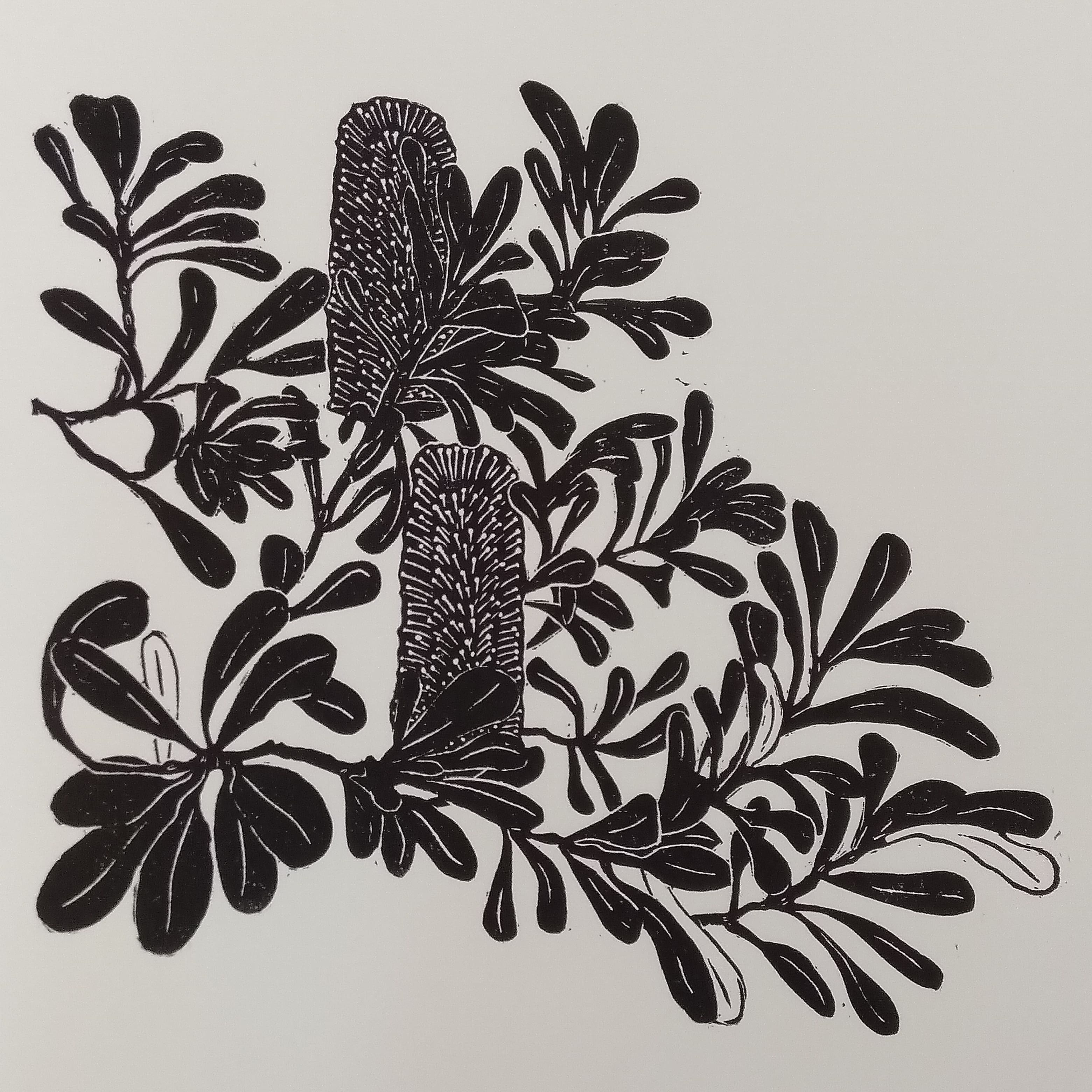 Original linocut print of Australian banksia