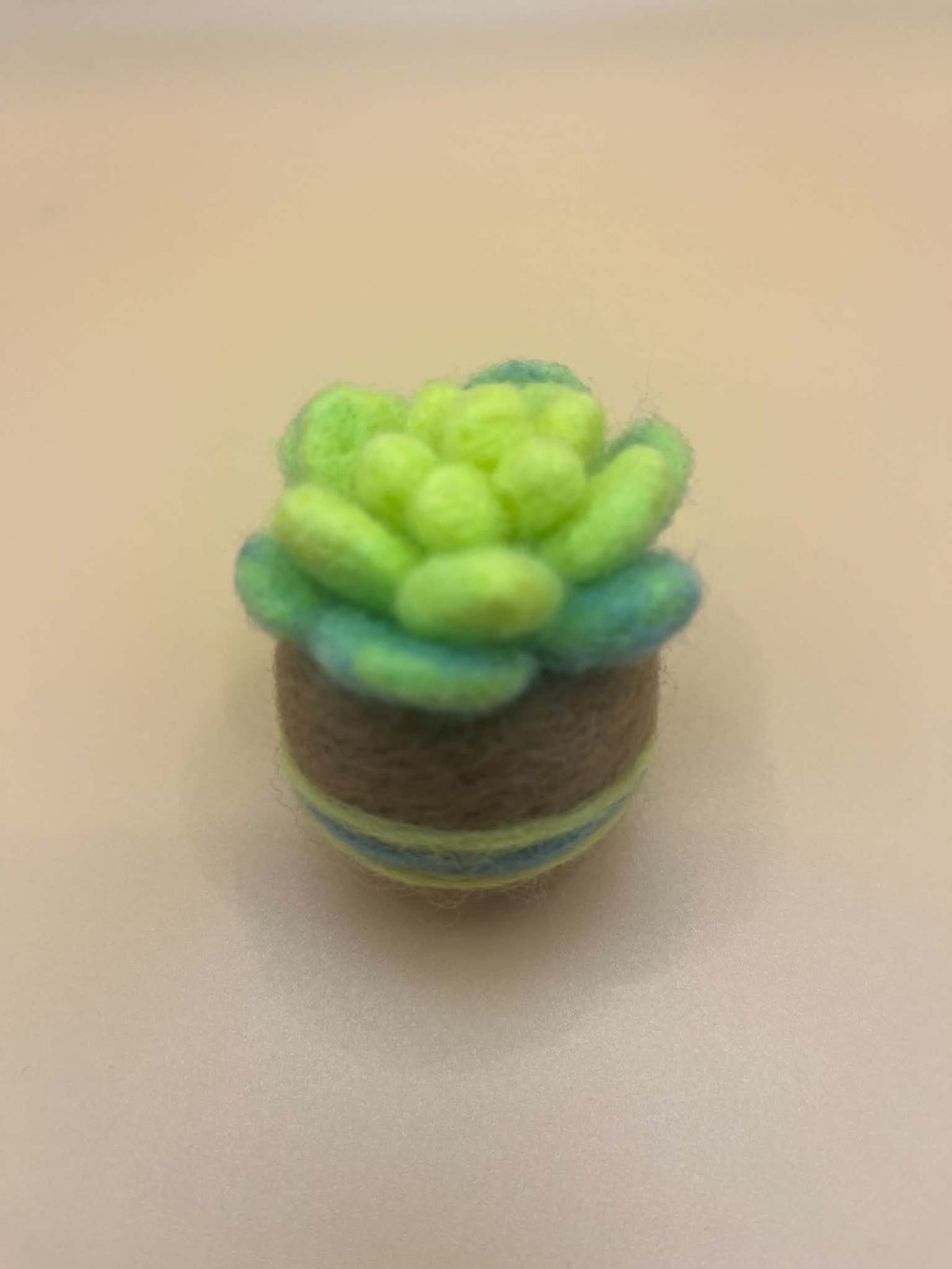 Succulent Bundle