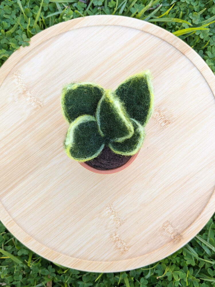 Needle Felted Succulent in Pot - Dwarf Snake Plant