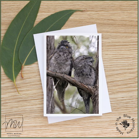 Blank Greeting Card - Tawny Frogmouths Photo