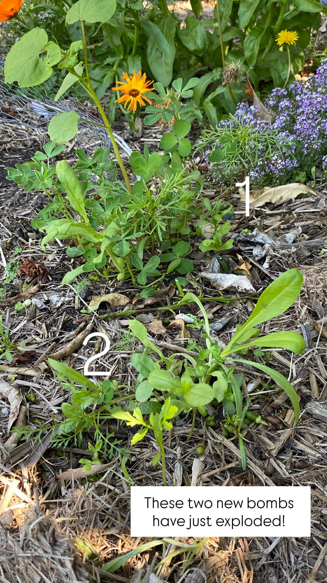 Organic Bee Seed Bombs 6 Pack