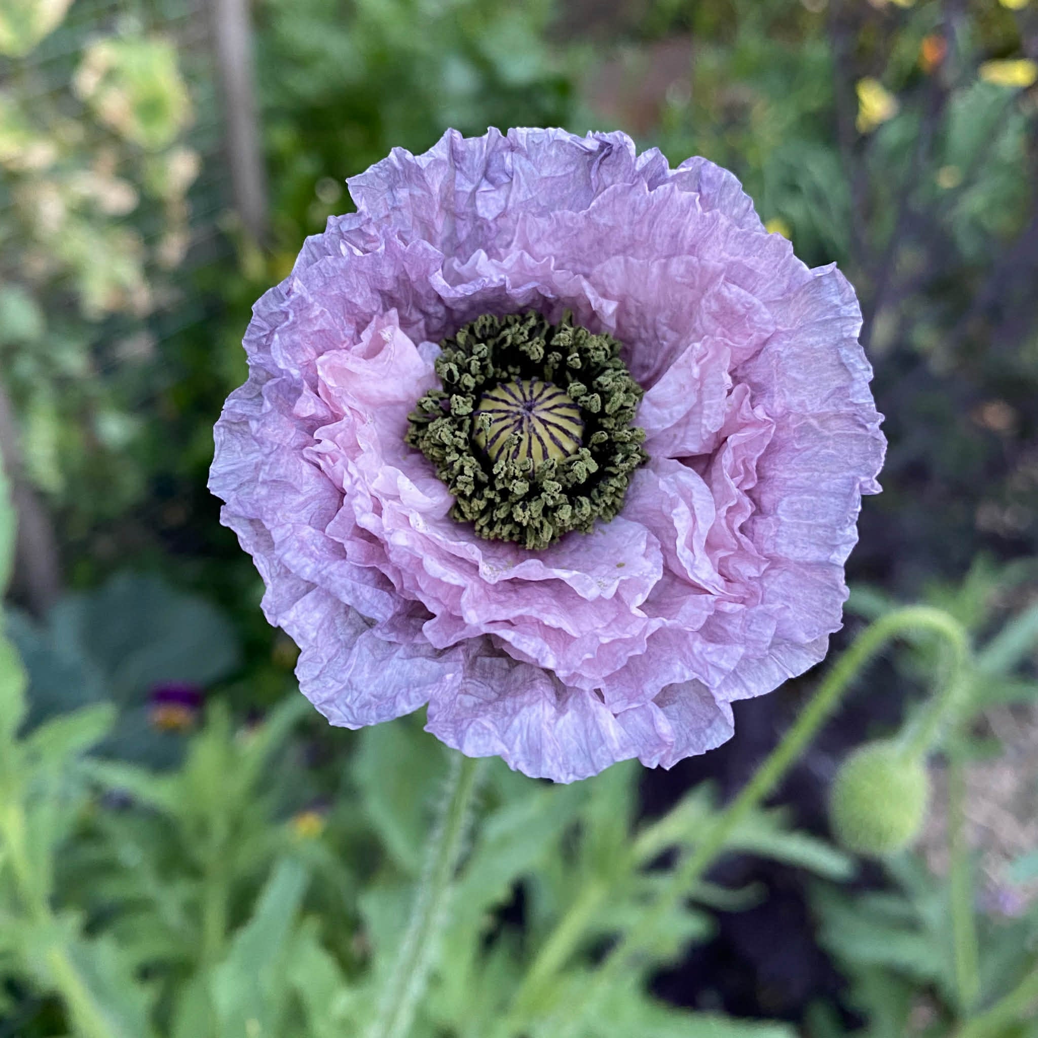 Organic Bee Seed Bombs 6 Pack