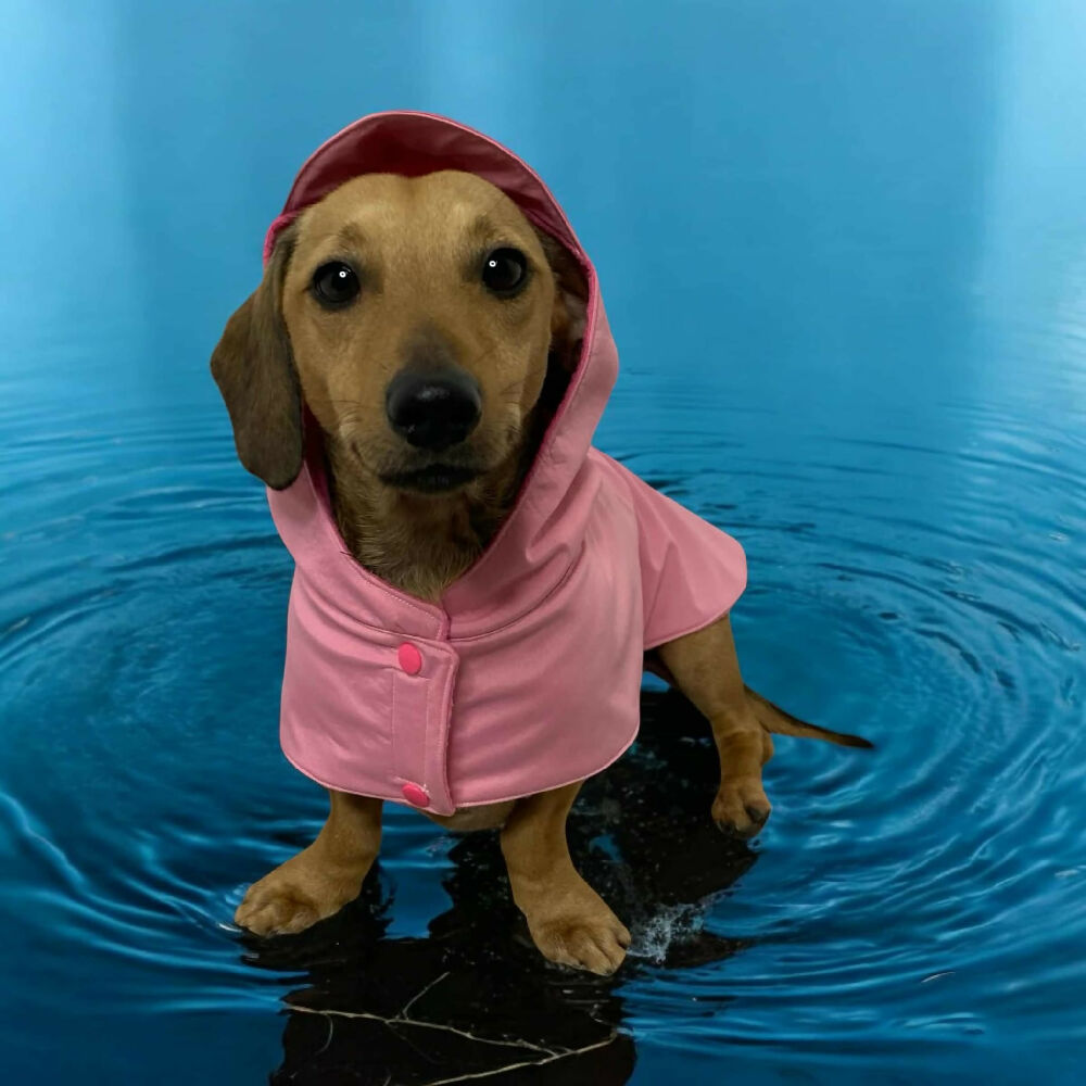Doxie raincoat 8