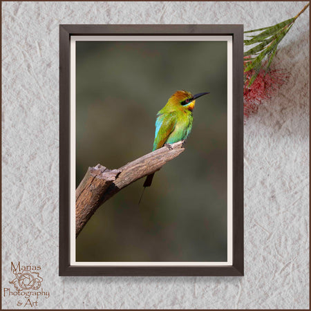 Photographic print | Wall Art | Rainbow bee-eater delight