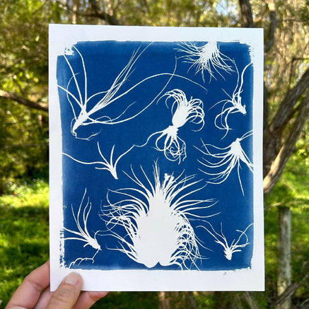 Tillandsia Art Print, Original Cyanotype, Air Plant Picture, 8x10 inches