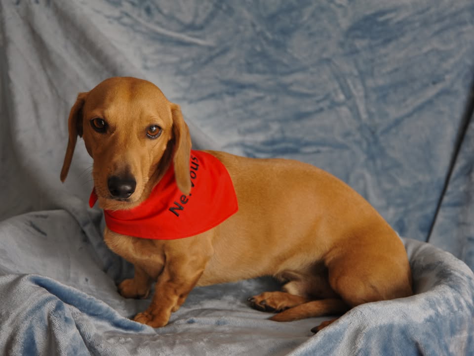 Dog or Dachshund personalized warning Bandanas, colour coded behavior medical indicators