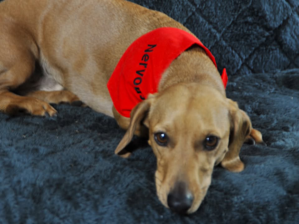 Dog or Dachshund personalized warning Bandanas, colour coded behavior medical indicators