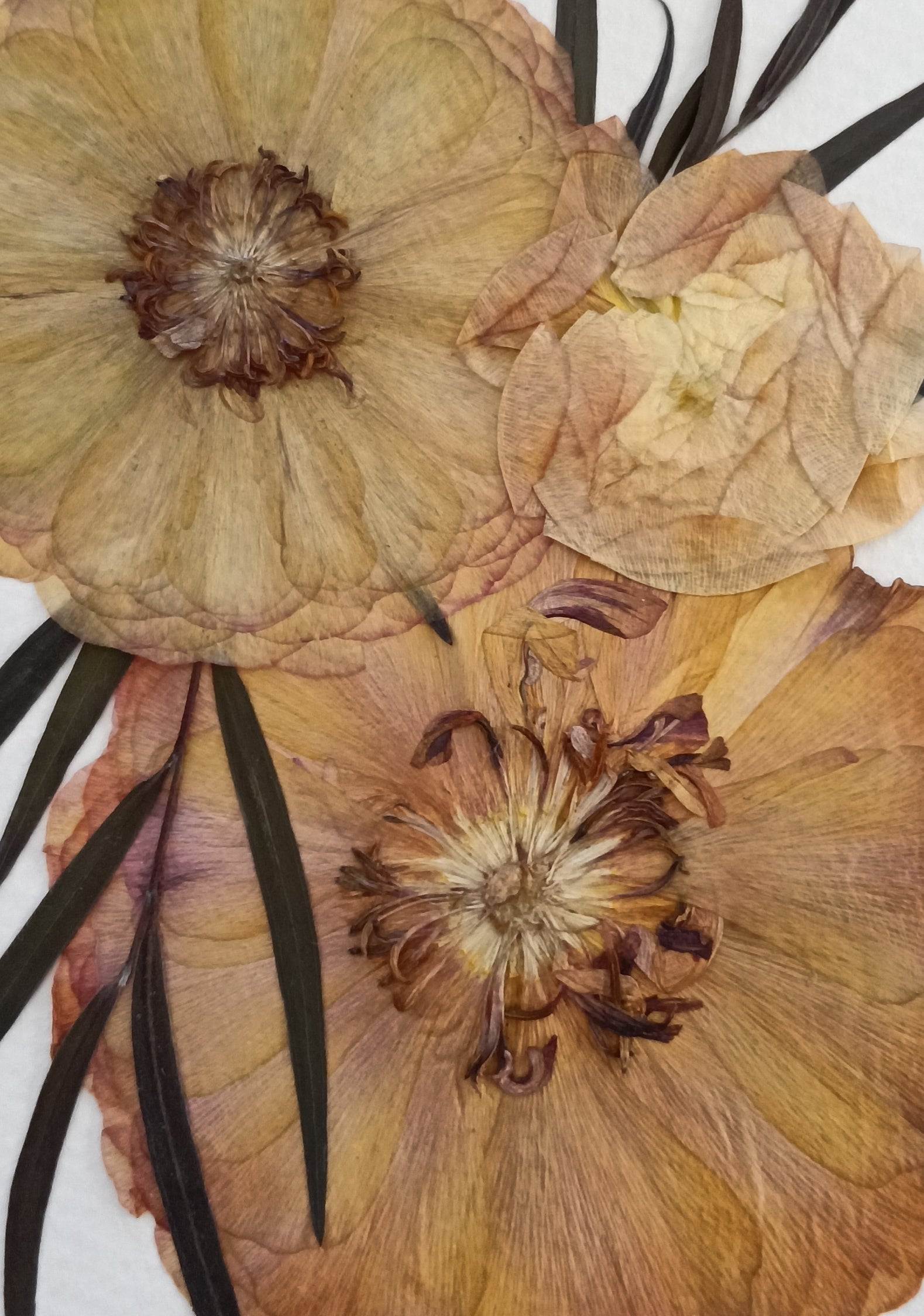 Radiant Ranunculus | Pressed Flower Handmade Card