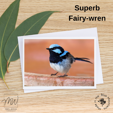 Blank Greeting Card - Superb Fairy-wren on Birdbath