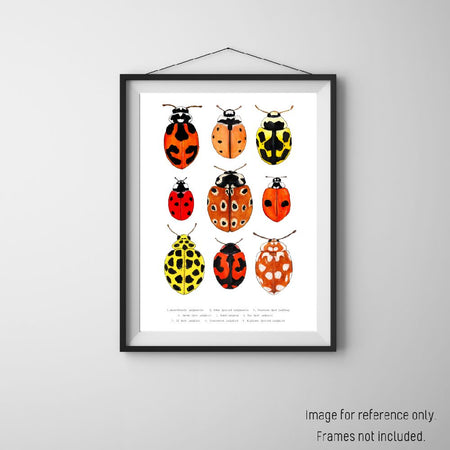 Watercolour Art Print - The Fauna Series - 'Ladybug Collage'