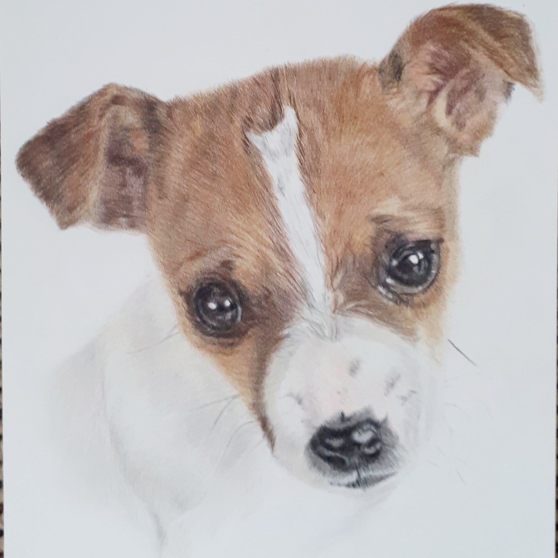 Pet Portraits Hand drawn in Pencil