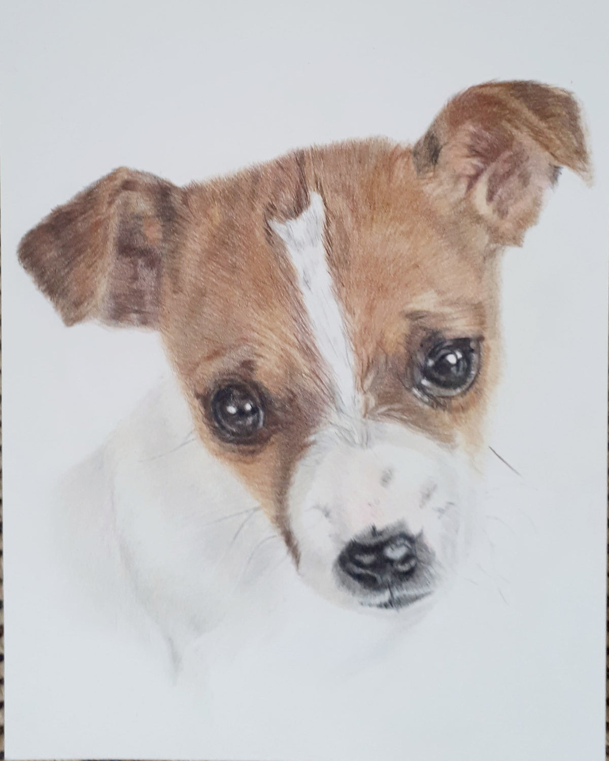 Pet Portraits Hand drawn in Pencil